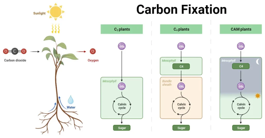 Carbon-Fixation-1